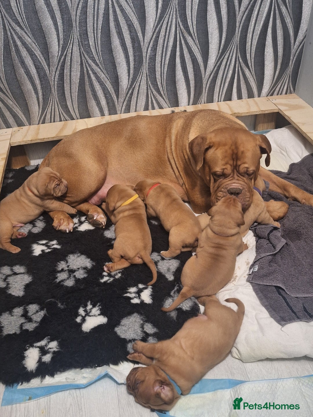 Dogue De Bordeaux dogs for sale: Dogue De Bordeaux Puppies-Champion Bloodlines - Image 10