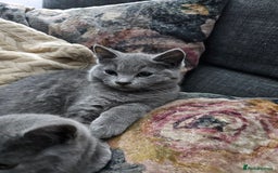 Mixed Breed cats for sale: Beautiful British Shorthair Cross  - Image 27
