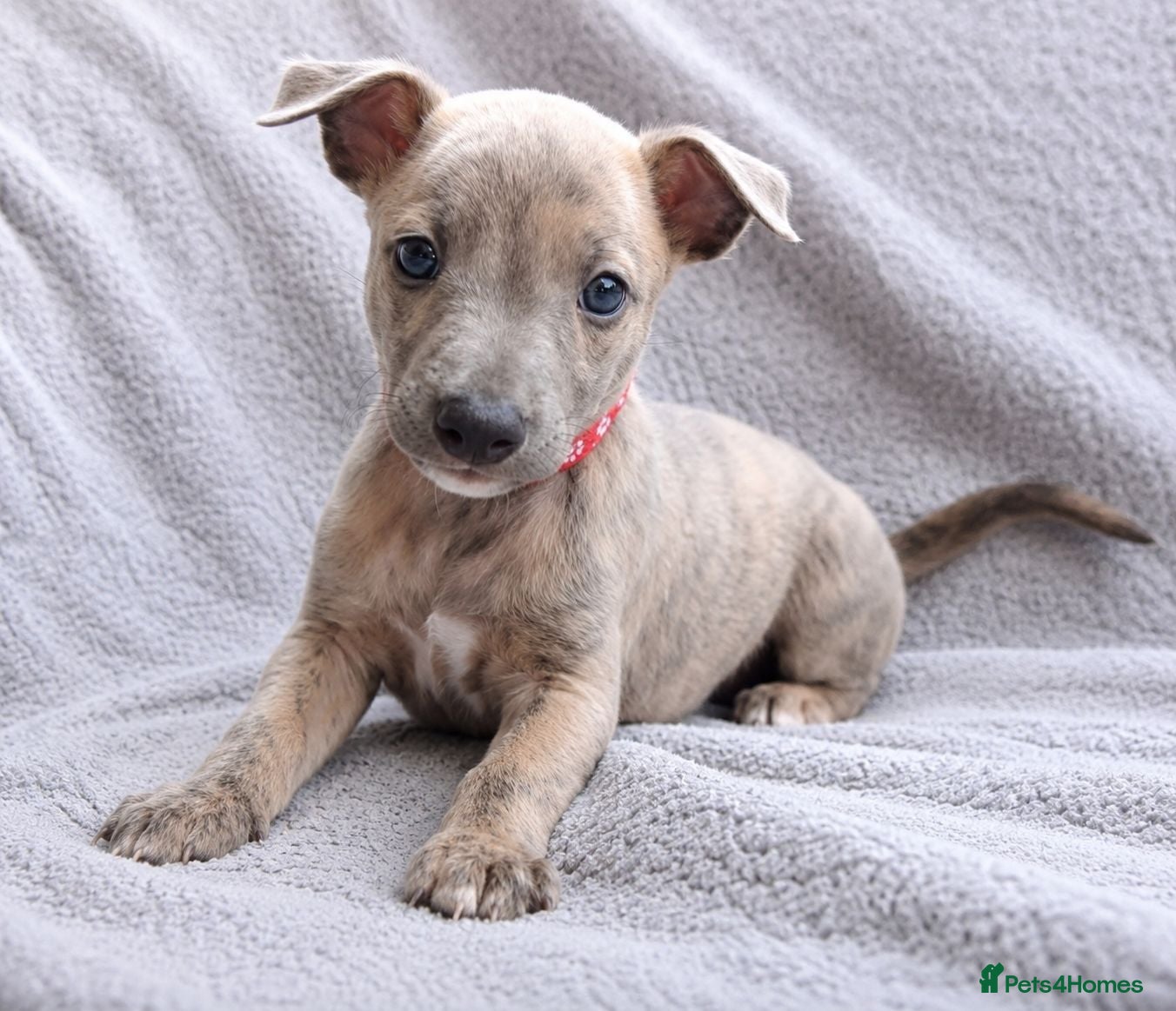 Whippet dogs KC Reg - 1 Blue Brindle boy available  - Advert 5