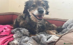 Mixed Breed dogs for adoption: 🐾🐾💝 💝DOUGAL🐾🐾💝 💝 THE CONFIDENT HAPPY CHAP - Image 2