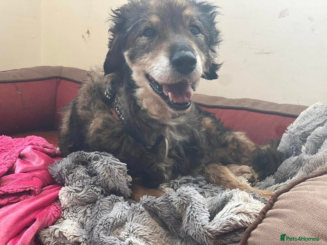 Mixed Breed dogs for adoption: 🐾🐾💝 💝DOUGAL🐾🐾💝 💝 THE CONFIDENT HAPPY CHAP - Image 2