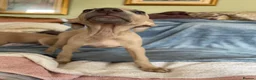 Mixed Breed dogs for sale: Stunning Wiggy’s Italian greyhound x whippet  - Advert 33