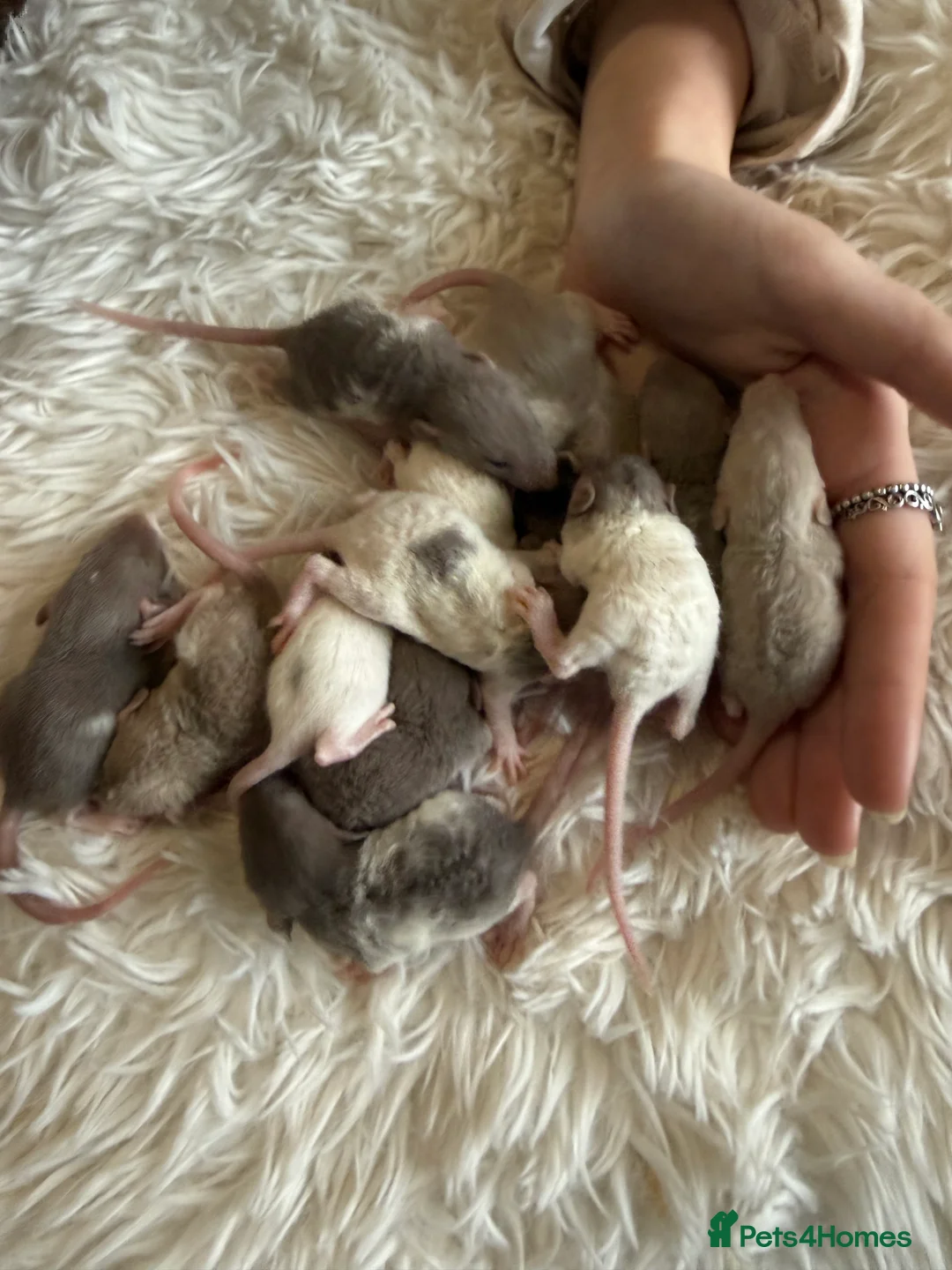 Rat rodents for sale: Baby rats looking for loving homes  - Advert 1