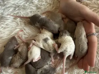 Rat rodents Baby rats looking for loving homes - Advert 6