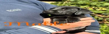 Mable