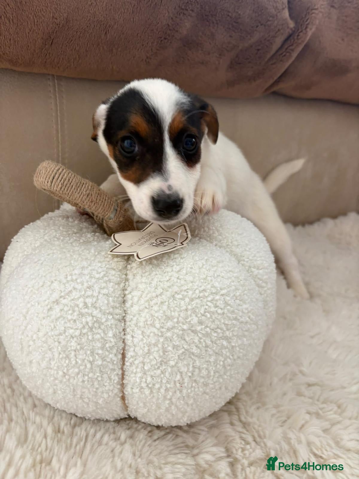 Jack Russell dogs 6 Lovley Jack Russel pups  - Advert 2