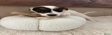 Jack Russell 6