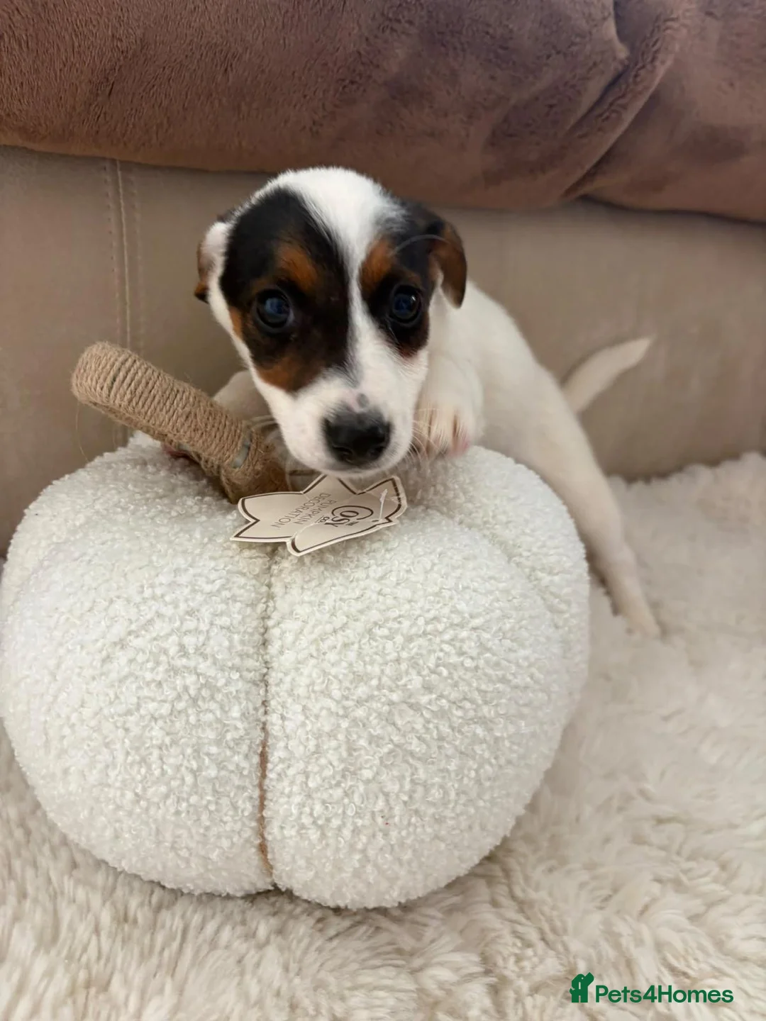 Jack Russell dogs for sale: 6 Lovley Jack Russel pups  - Advert 2