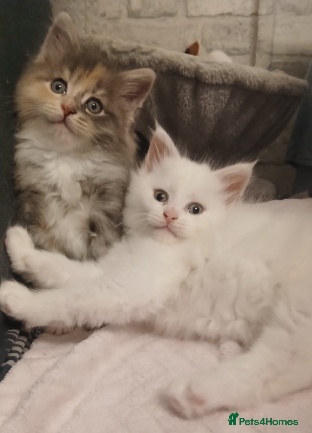 Maine Coon cats for sale: Female white mainecoon kitten.  - Image 2