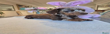 Miniature Dachshund 2