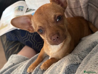 Chihuahua dogs - Advert 15