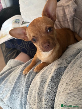 Chihuahua dogs - Advert 1