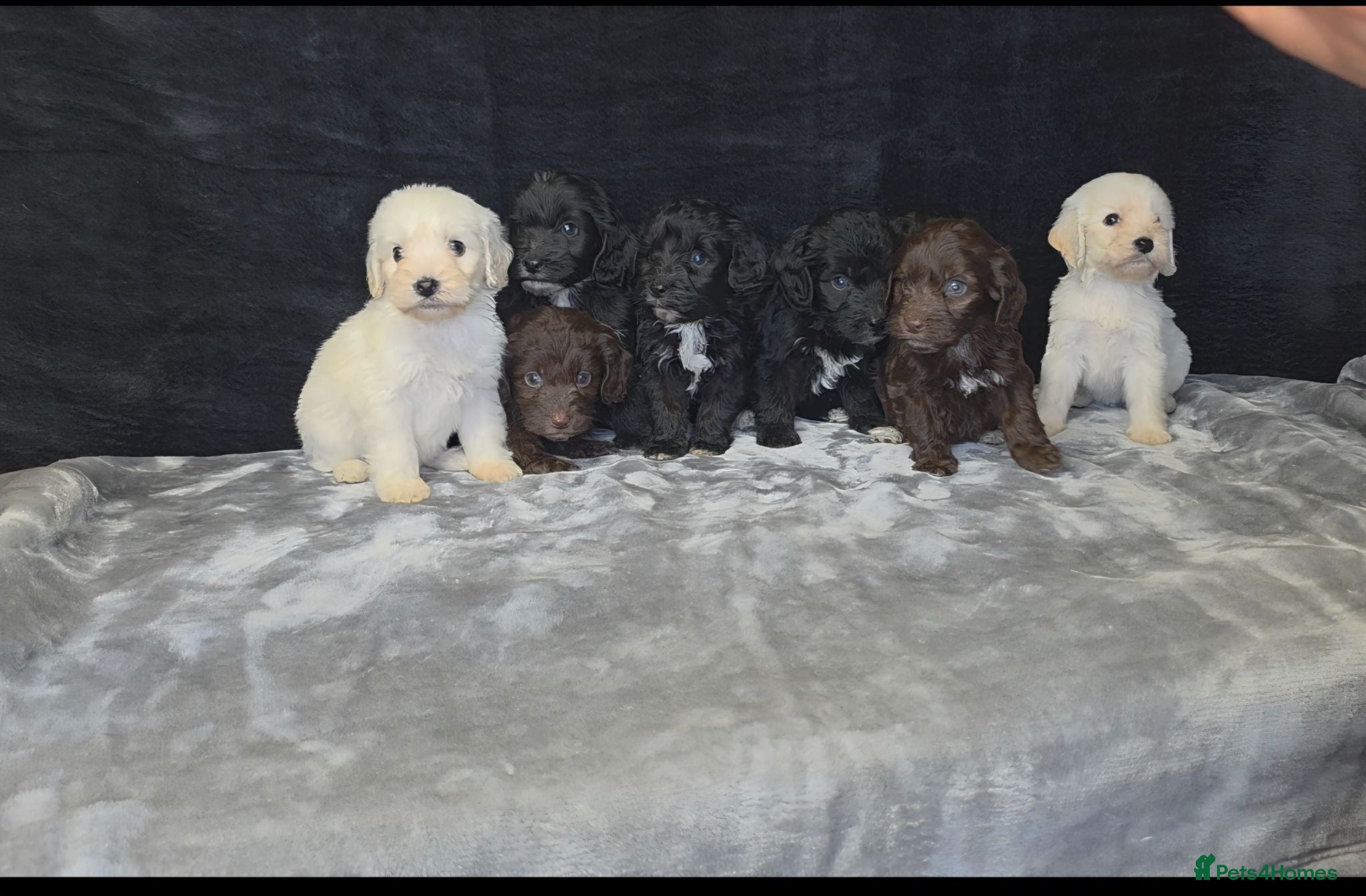 Cockapoo dogs Adorable cockapoo puppys  - Advert 1