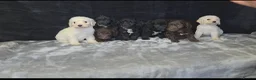 Cockapoo dogs for sale: Adorable cockapoo puppys  - Advert 1