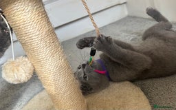 Russian Blue cats for sale: Russian Blue Kitten - Image 16