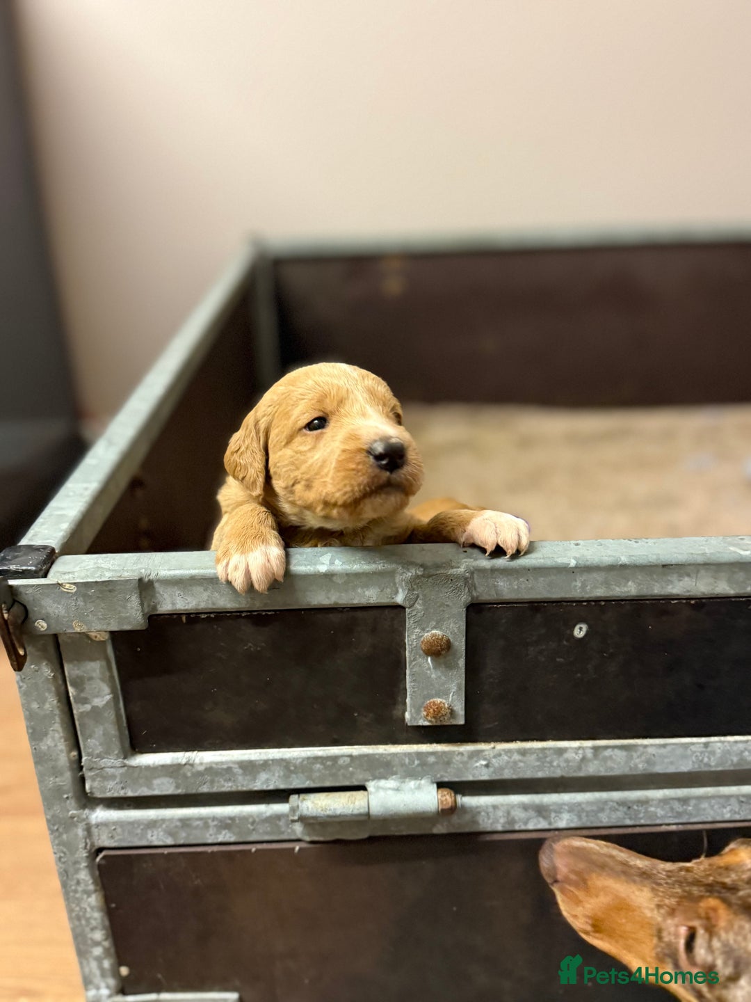 Labradoodle dogs for sale: 6 beautiful labradoodles - Advert 15