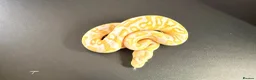 Python Snake reptiles for sale: 1.0 Leo Candy 66% het Pied - Advert 4