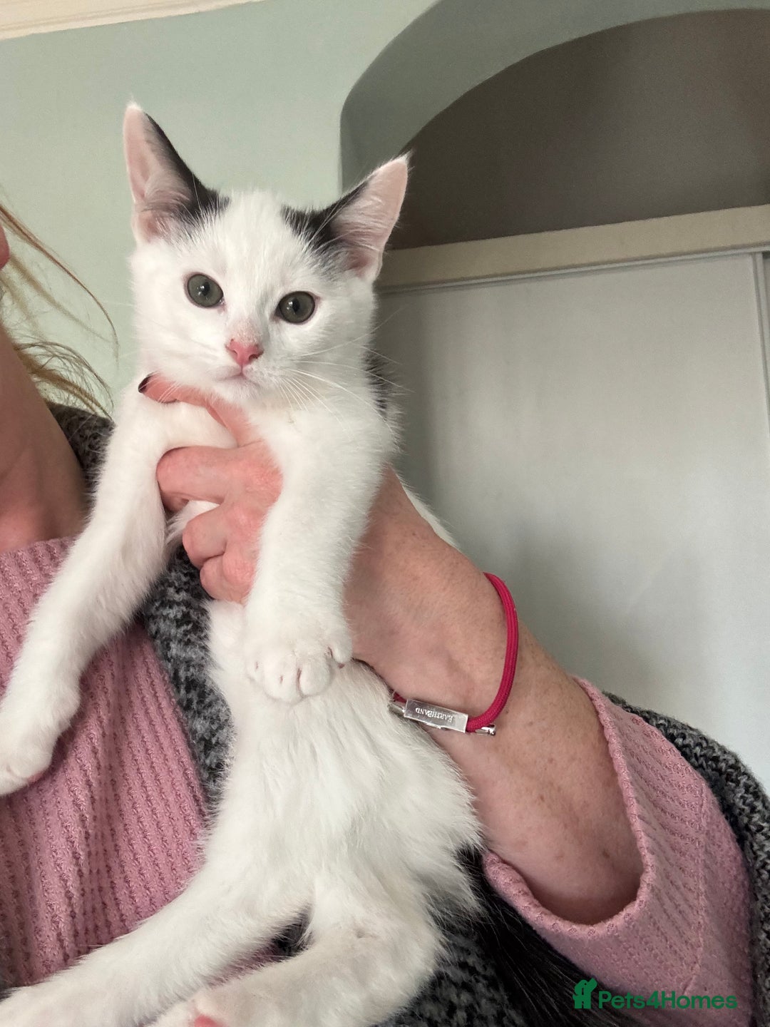 Mixed Breed cats for sale: 2 male kittens  - Advert 4