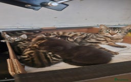 Bengal cats for sale: Mix breed Bengal + Tabby - Image 6