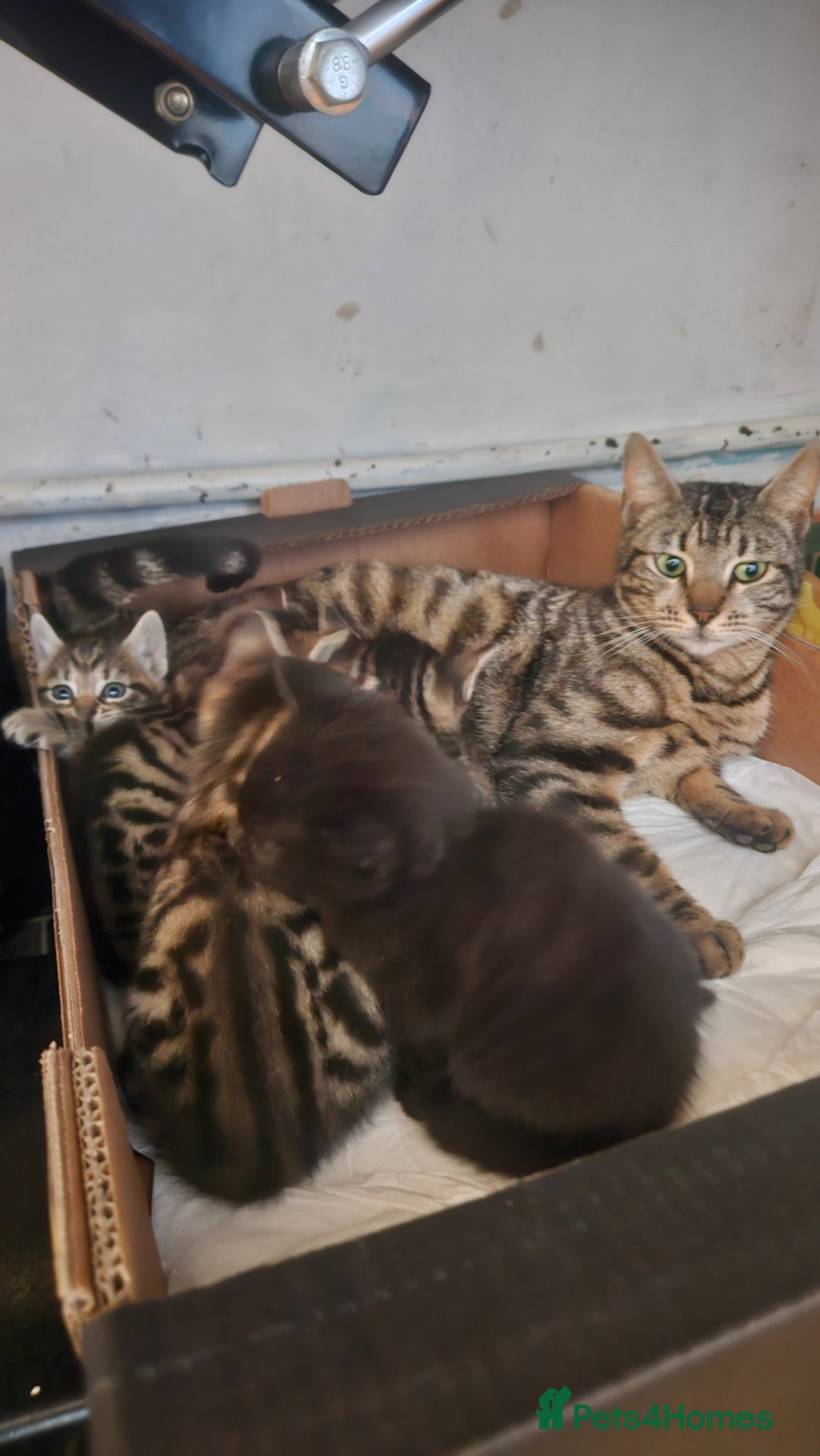 Bengal cats for sale: Mix breed Bengal + Tabby - Image 6