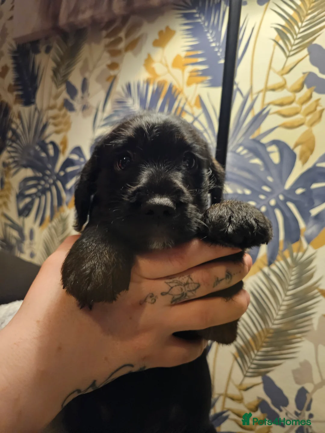 Mixed Breed dogs for sale: Froodle puppies  - Advert 3