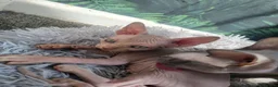 Sphynx cats for sale: Little sweet sphynx boys ready for new home 🐾 - Advert 6