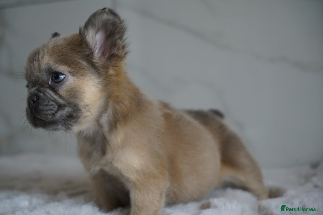 French Bulldog dogs for sale: Exceptional Fluffy French Bulldog Puppies - Image 27