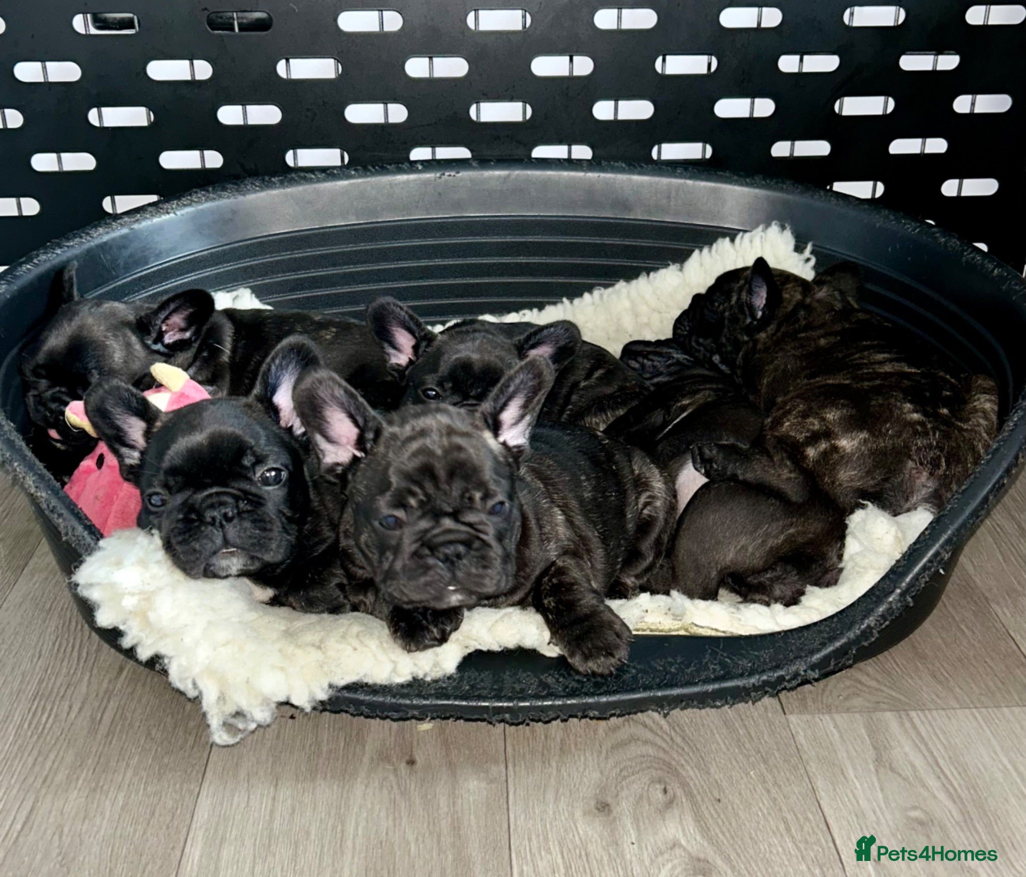 French Bulldog dogs French Bulldog puppies - Advert 2