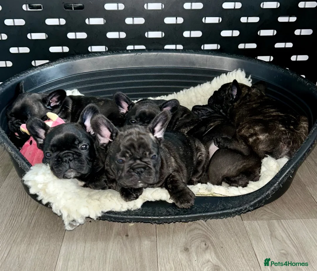 French Bulldog dogs for sale: French Bulldog puppies in Redditch - Advert 2