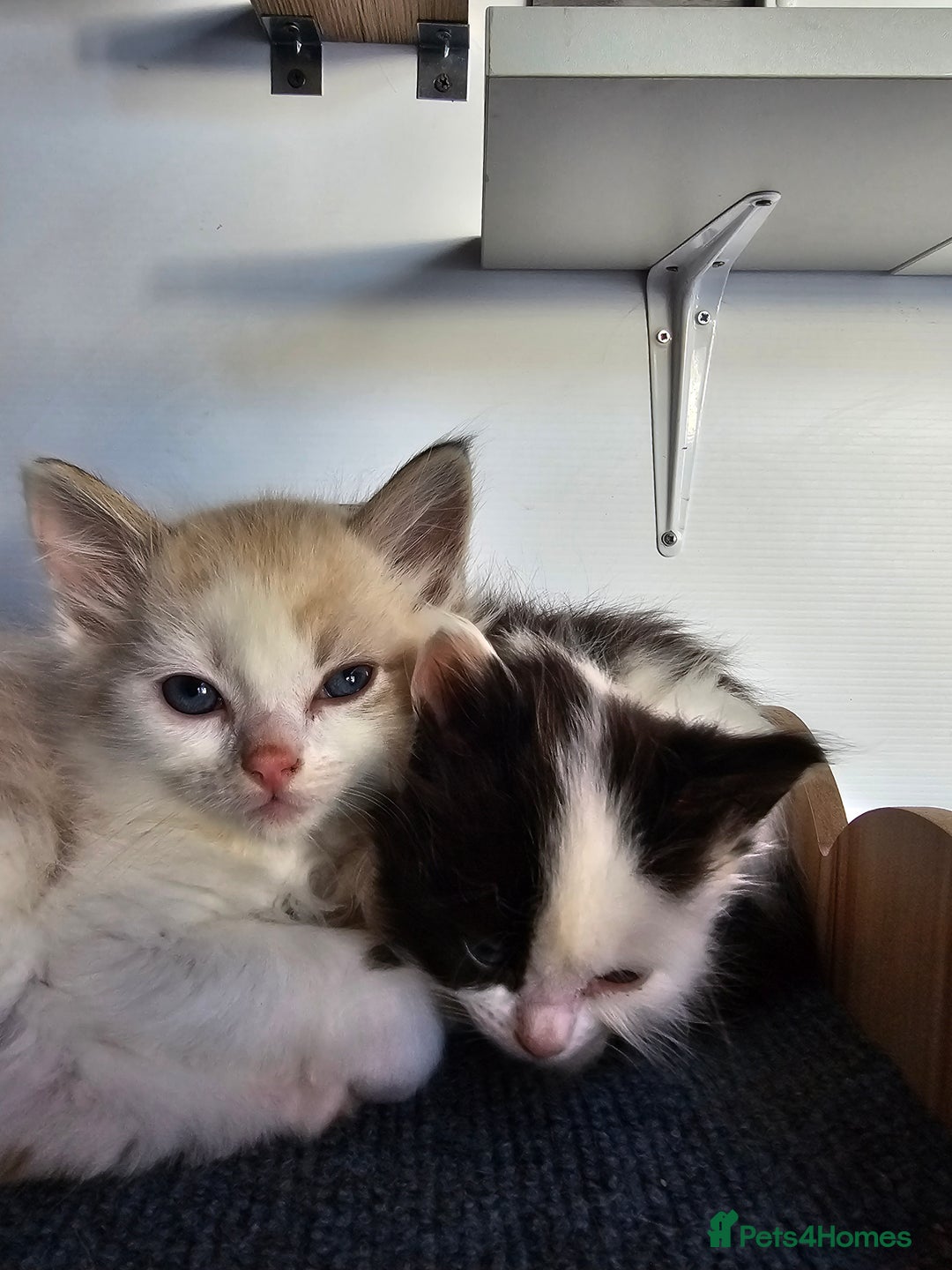 Ragdoll cats for sale: Soo cudly and playfull, two litters! - Advert 3