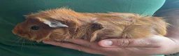 Guinea Pig rodents for sale: Baby boar guinea pigs  - Advert 2