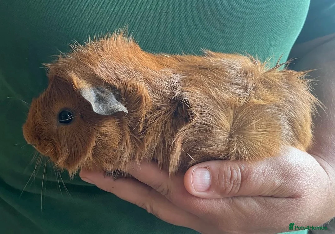Guinea Pig rodents for sale: Baby boar guinea pigs  - Advert 2