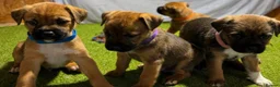 Mixed Breed dogs for sale: Border Lakeland Puppies in Wakefield - Advert 4