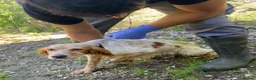 English Setter dogs for adoption: Nacho in Tonypandy - Advert 8