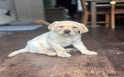 Labrador Retriever dogs for sale: Beautiful Labrador Puppies, Family Raised - Image 9