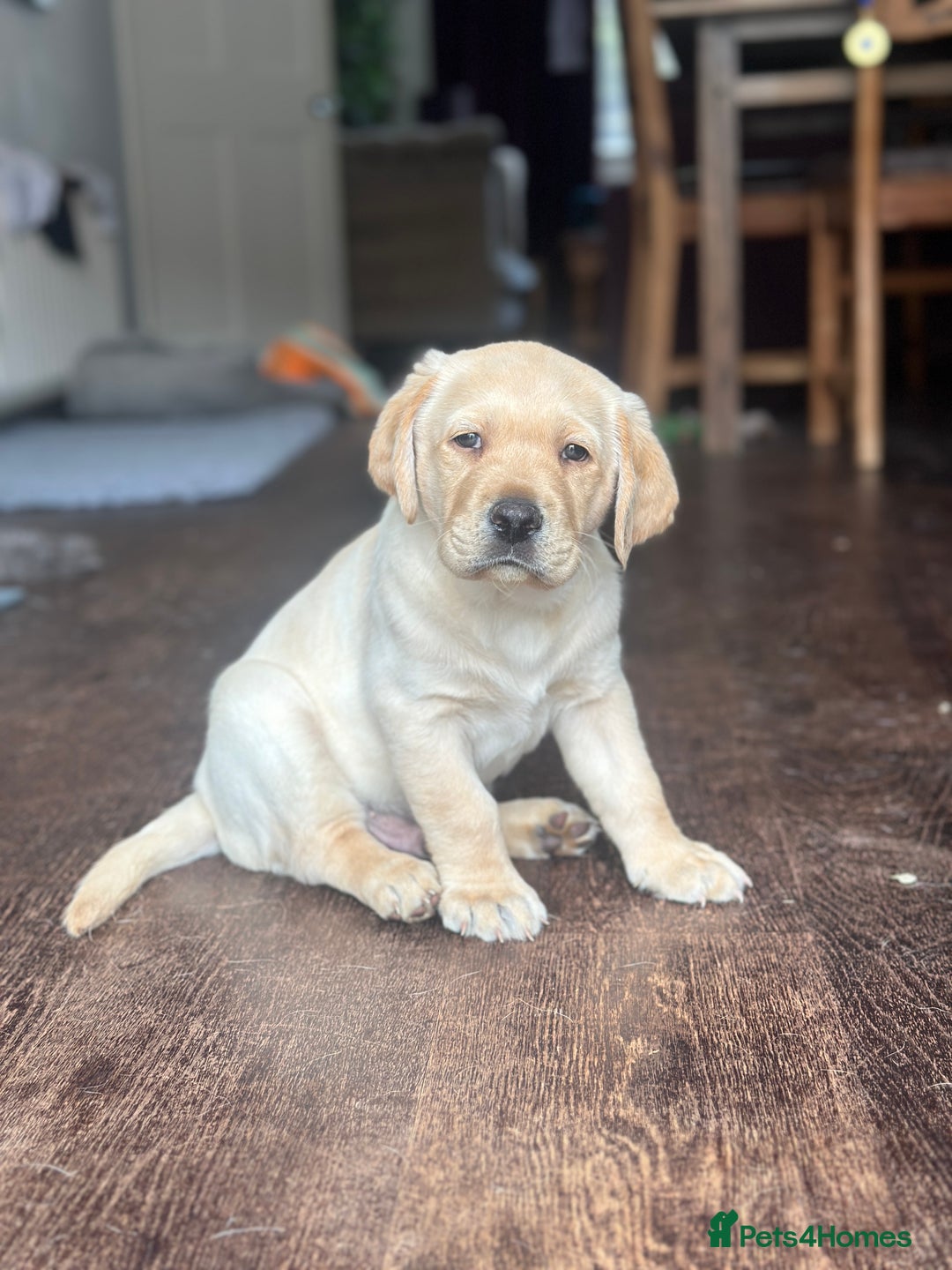 Labrador Retriever dogs for sale: Beautiful Labrador Puppies, Family Raised - Image 9