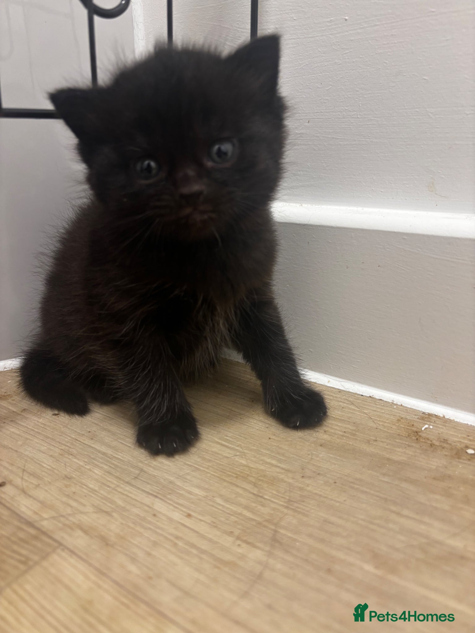 Domestic Shorthair cats Only 1 boy available:) Adorable kittens for sal - Advert 8