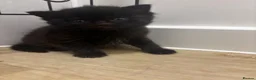 Domestic Shorthair cats for sale: Adorable kittens for sale in Newhaven - Advert 5