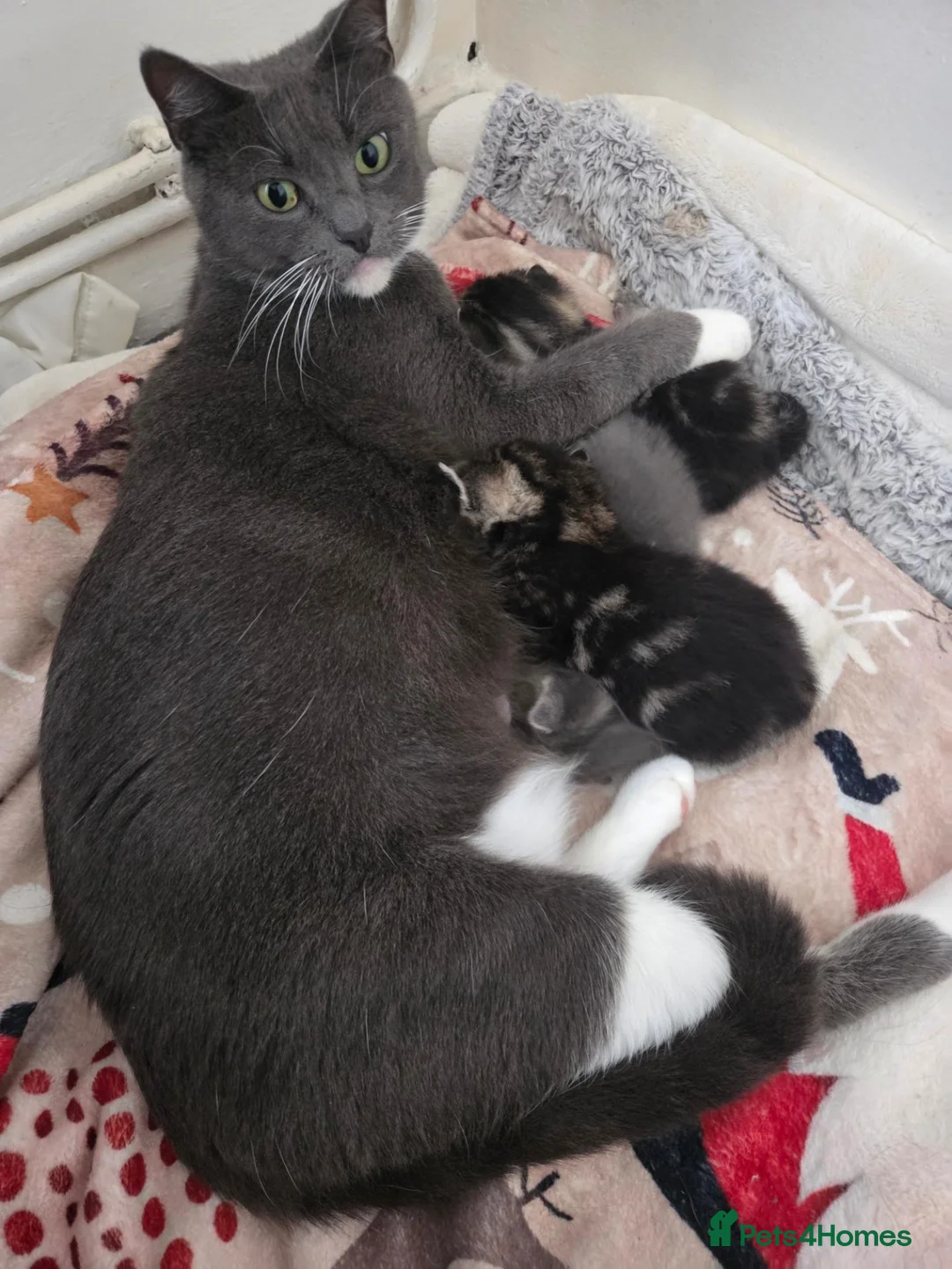 Mixed Breed cats for sale:  3 Beautiful female tabby kittens  - Advert 7