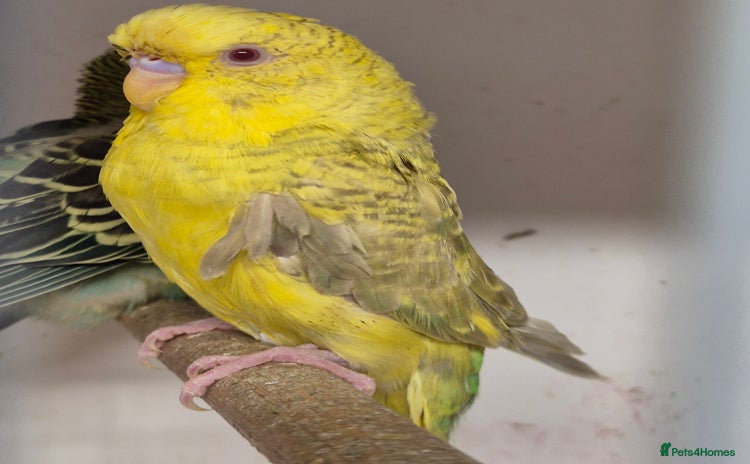 Budgerigars birds - Advert 14