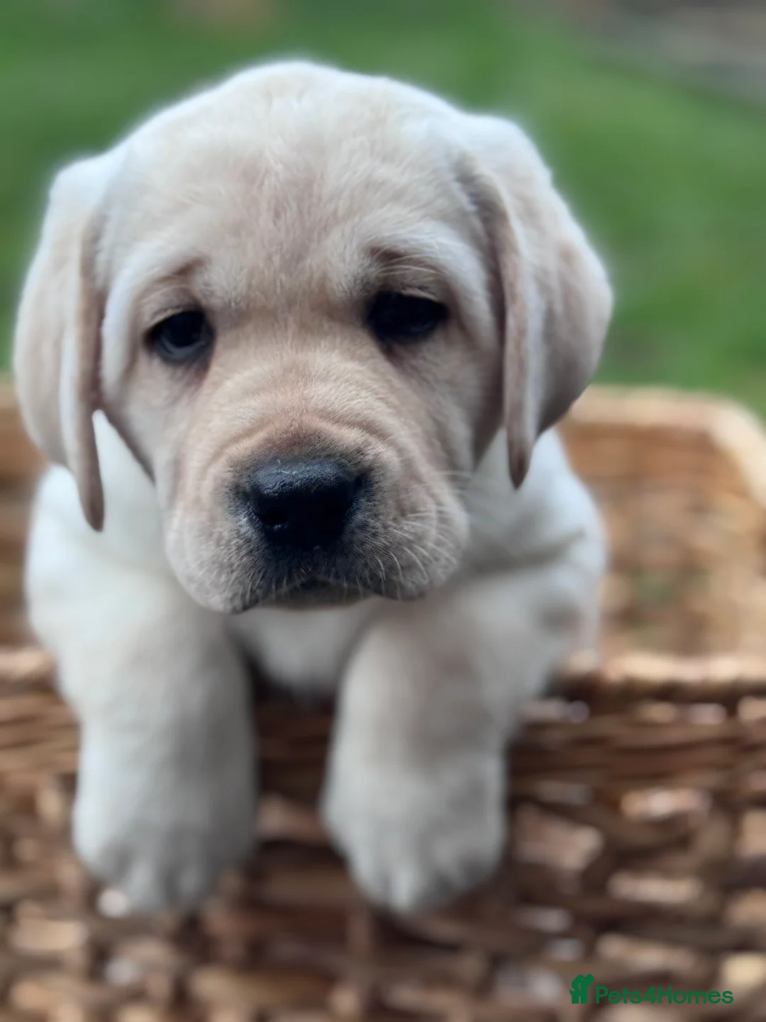 Labrador Retriever dogs for sale:  ✨ KC Registered Labrador Retriever Puppies   - Advert 6