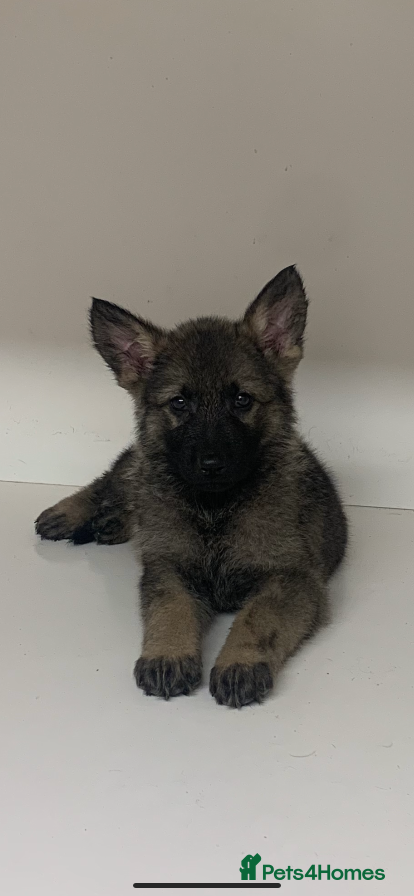 German Shepherd dogs German shepherd puppies - Advert 16