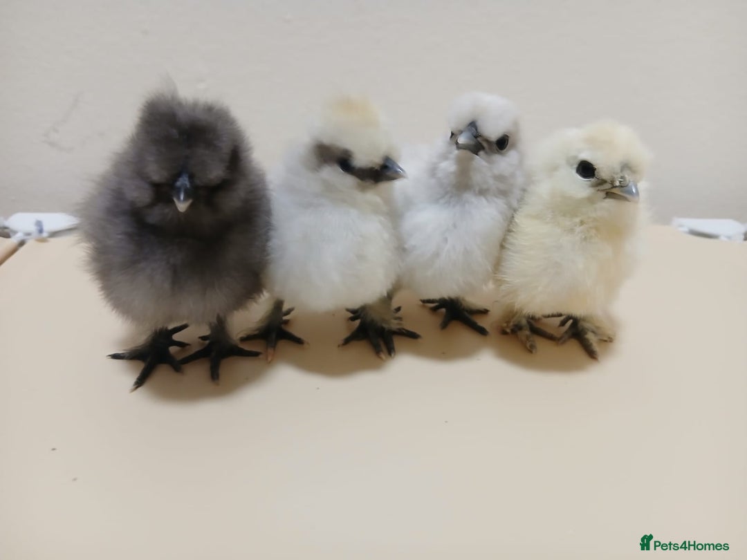 Chickens poultry for sale: Bantam Silkie Chicks Looking for Their New Coops - Advert 2