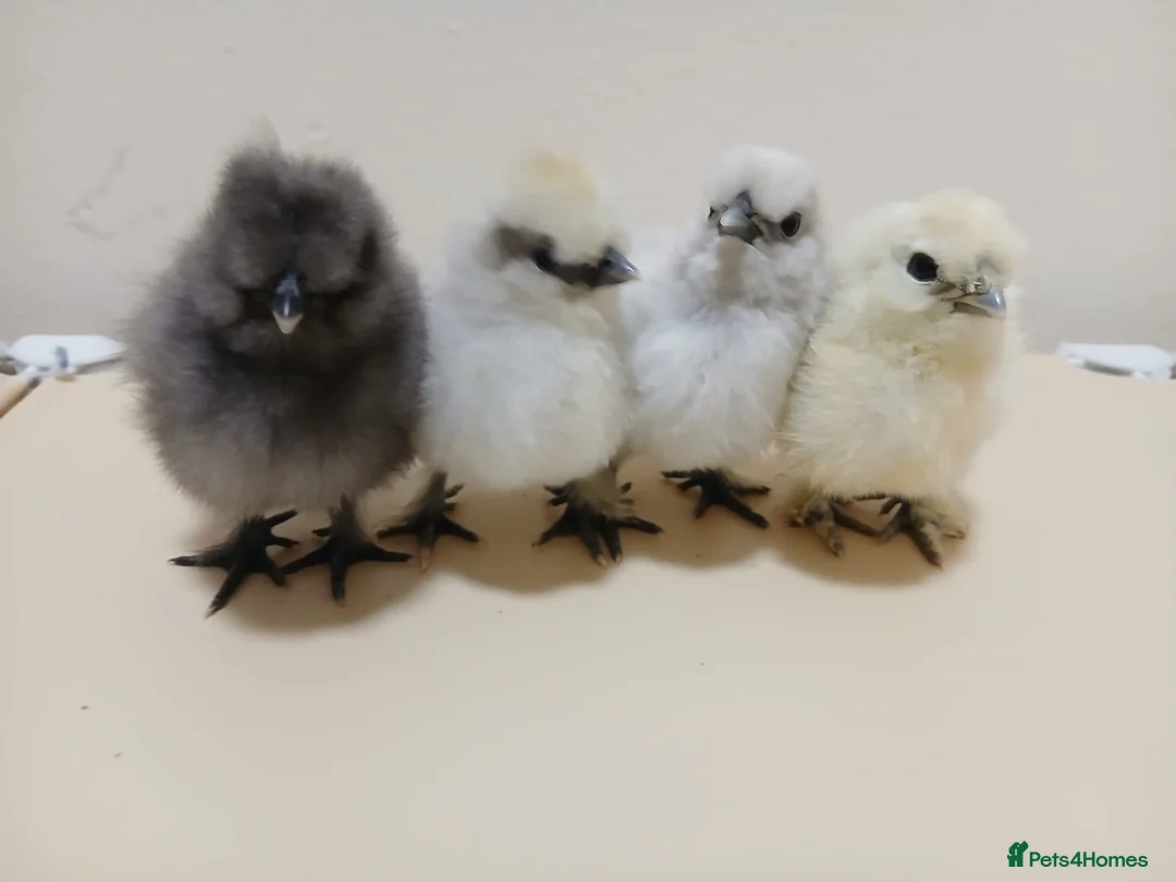 Chickens poultry for sale: Bantam Silkie Chicks From 1 Week + - Advert 4