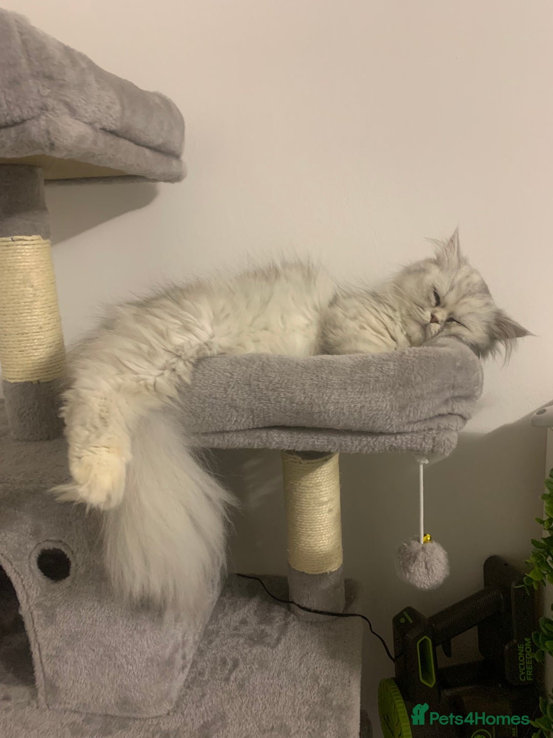 Persian cats for sale: Fluffy Persian Girl Looking for a Forever Home - Advert 3
