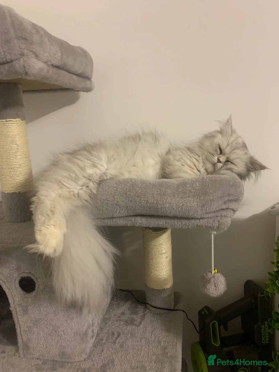 Persian cats for sale: Fluffy Persian Girl Looking for a Forever Home - Advert 3
