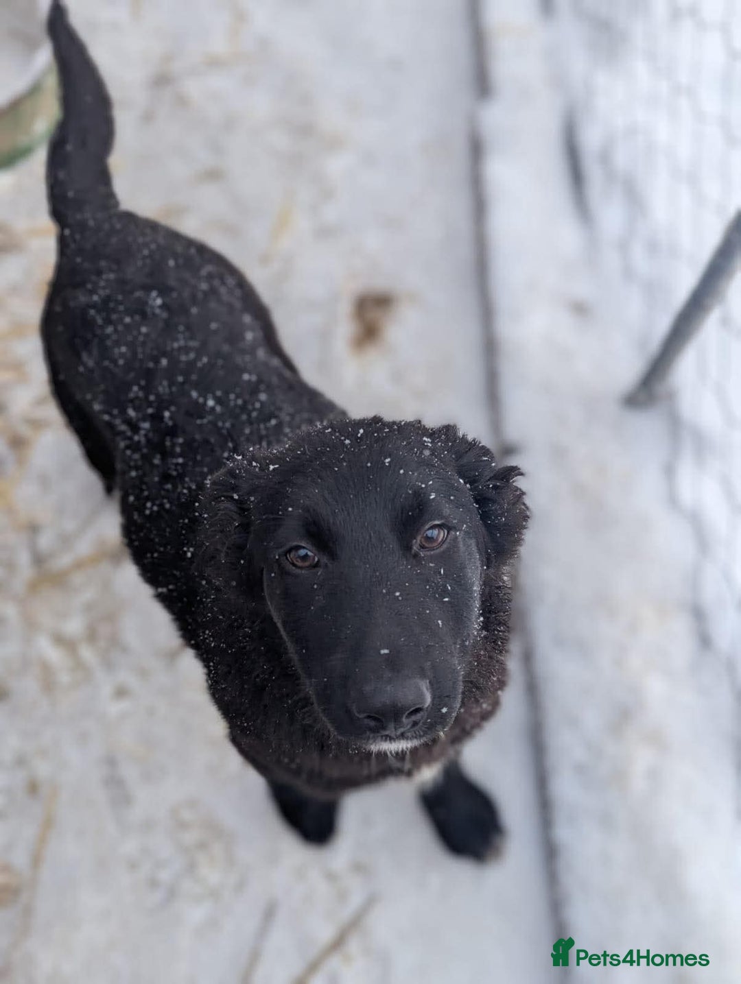 Mixed Breed dogs for adoption: Roxie ❤️ - Advert 6