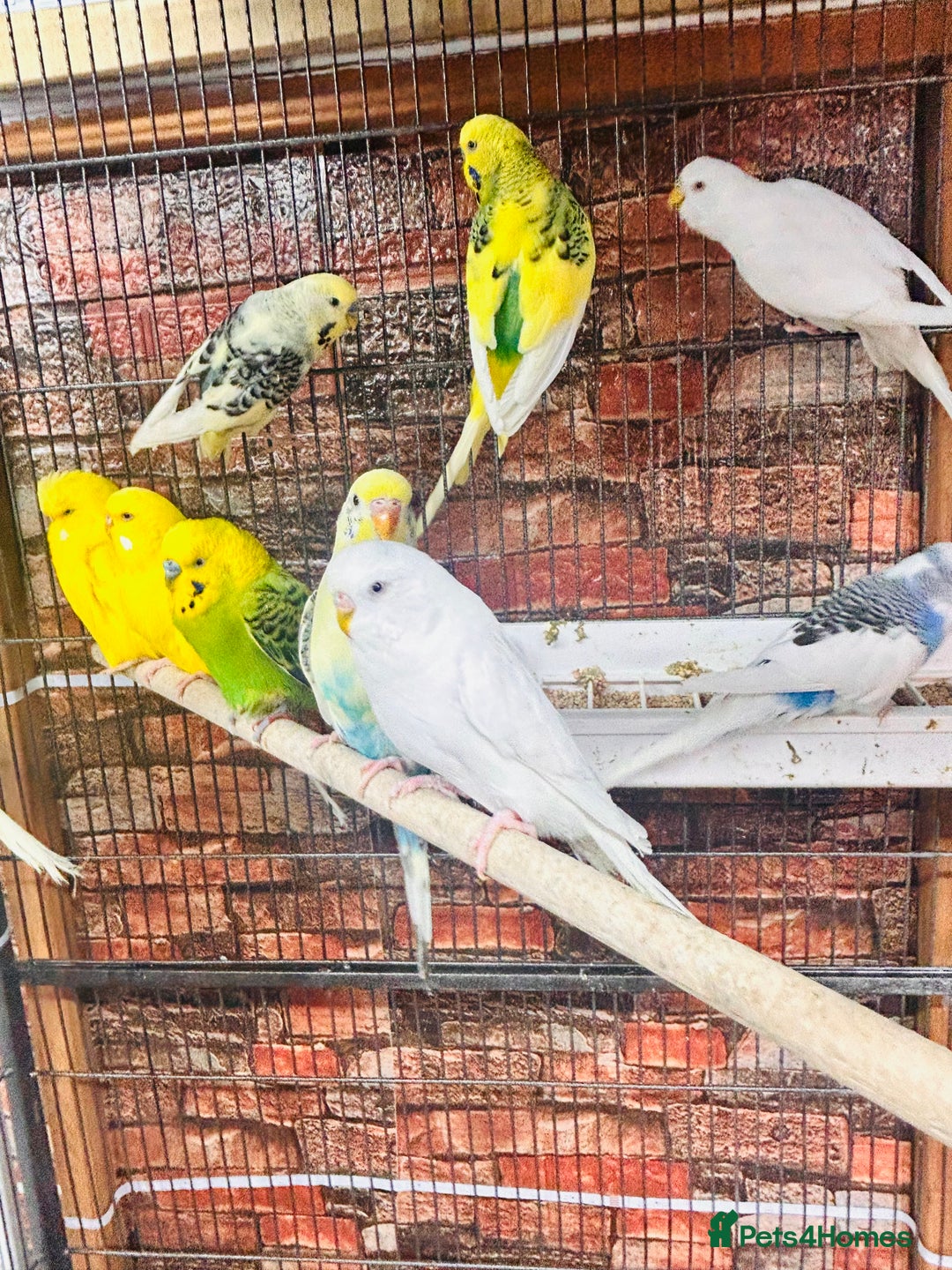 Budgerigars birds for sale: Stunning budgies for sale  - Advert 14