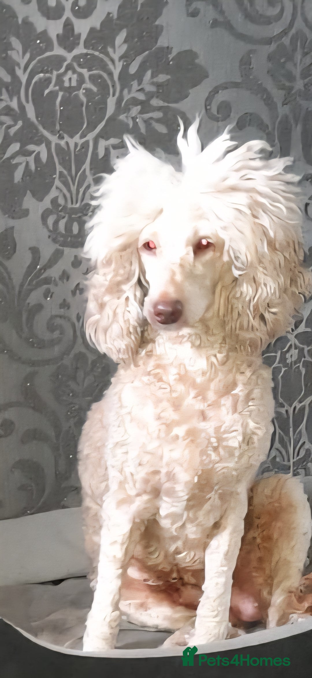 Toy Poodle dogs for sale: Adult Toy poodle girl - Advert 4
