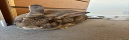 Continental Giant rabbits for sale: Female and male continental giants  - Advert 3
